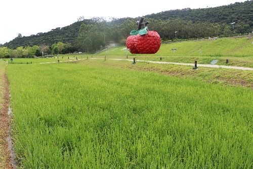 4【標題】鳳山水稻長勢喜人 (8)~1.jpg